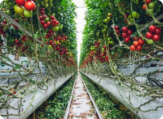 Tomato farms